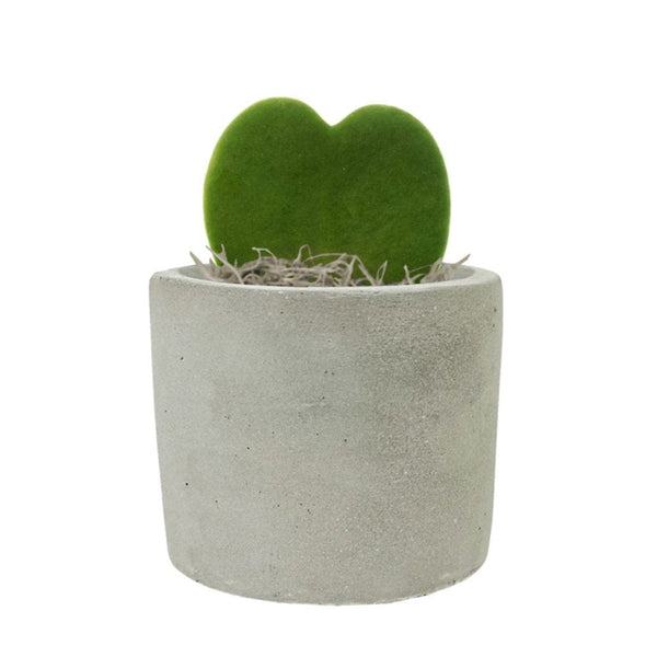 Add Your Logo: Mini Mod Planter with Succulent