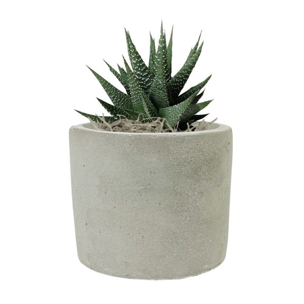 Add Your Logo: Mini Mod Planter with Succulent