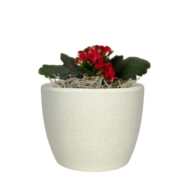 Add Your Logo: Recycled Planter Pot with Succulent