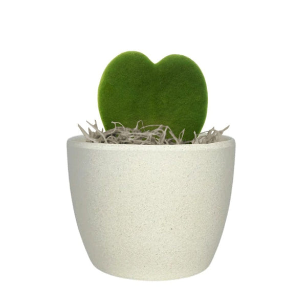 Add Your Logo: Recycled Planter Pot with Succulent