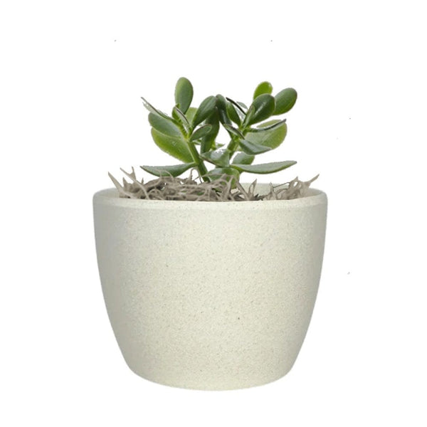 Add Your Logo: Recycled Planter Pot with Succulent