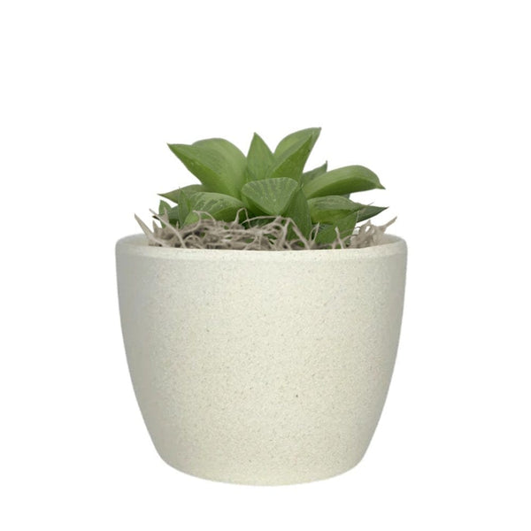 Add Your Logo: Recycled Planter Pot with Succulent