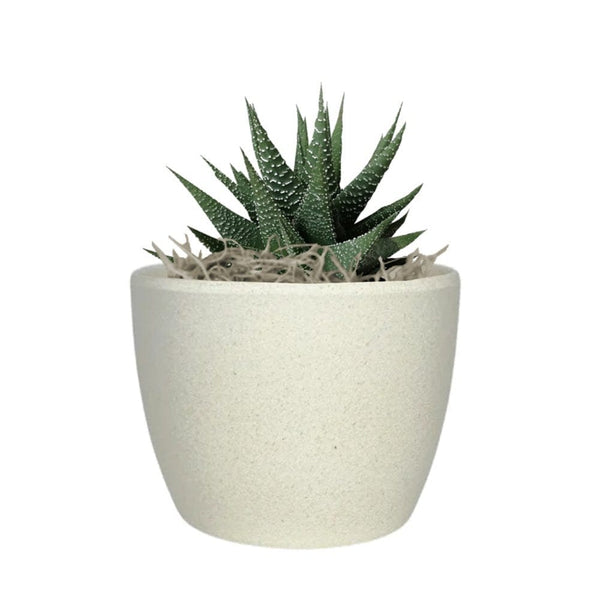 Add Your Logo: Recycled Planter Pot with Succulent