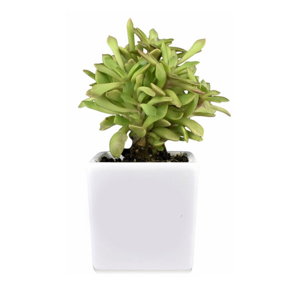 Add Your Logo: Ceramic Planter Pot with Succulent