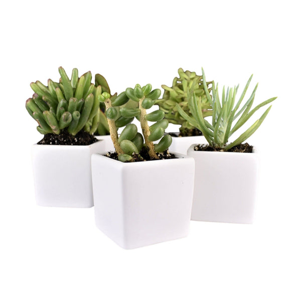 Add Your Logo: Ceramic Planter Pot with Succulent