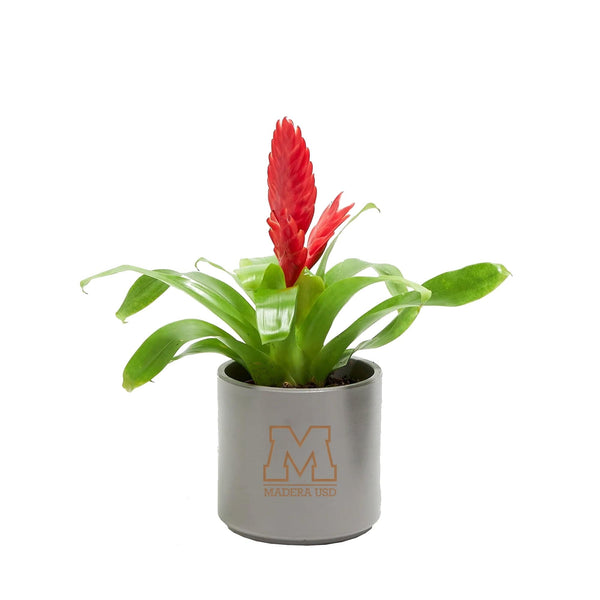 Add Your Logo: Assorted Bromeliad Plant Kit - Small