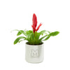 Add Your Logo: Assorted Bromeliad Plant Kit - Small