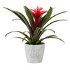 Add Your Logo: Assorted Bromeliad Plant Kit - Small