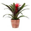 Add Your Logo: Assorted Bromeliad Plant Kit - Small