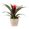 Add Your Logo: Assorted Bromeliad Plant Kit - Small