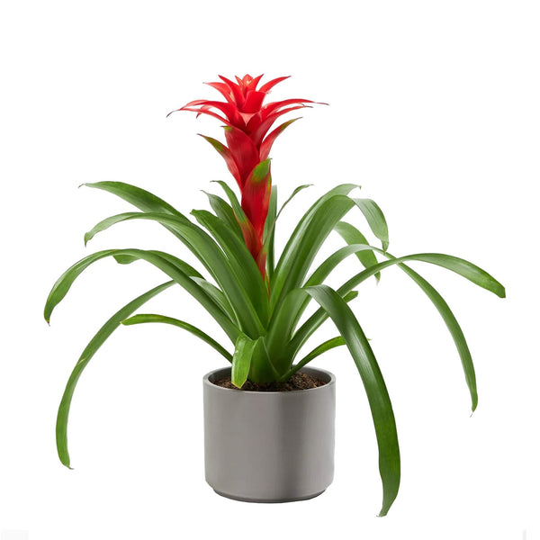 Add Your Logo: Assorted Bromeliad Plant Kit - Medium