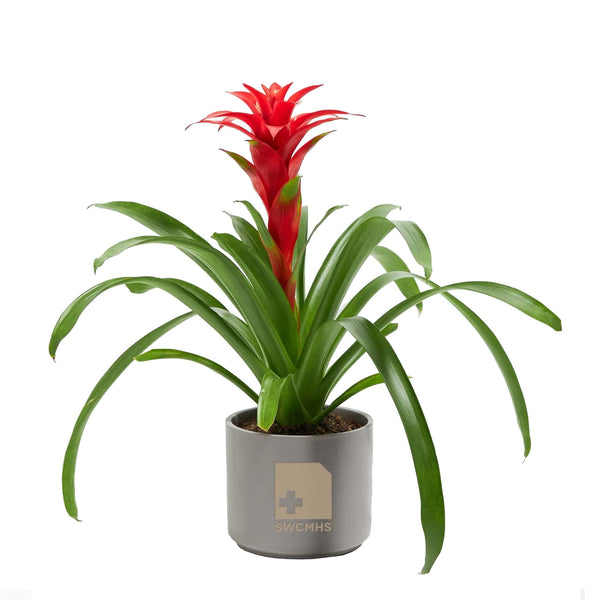 Add Your Logo: Assorted Bromeliad Plant Kit - Medium