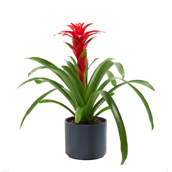 Add Your Logo: Assorted Bromeliad Plant Kit - Medium