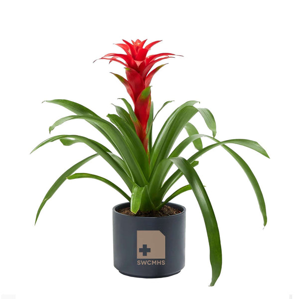 Add Your Logo: Assorted Bromeliad Plant Kit - Medium