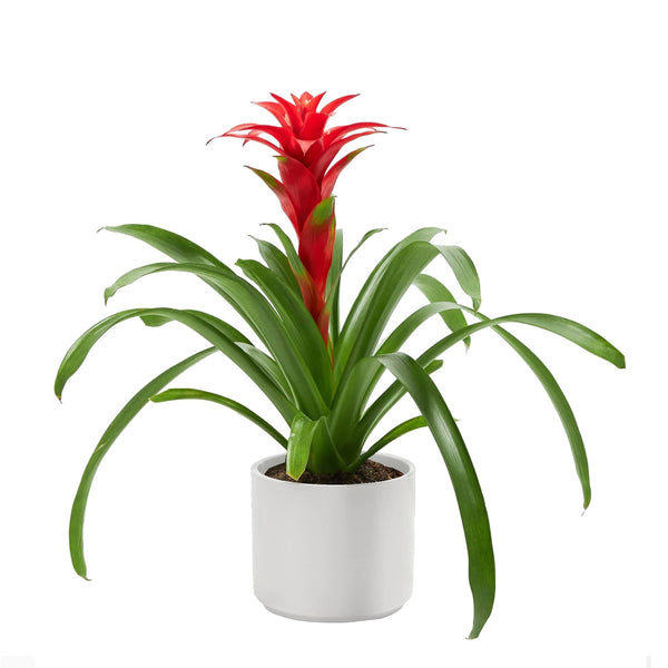 Add Your Logo: Assorted Bromeliad Plant Kit - Medium