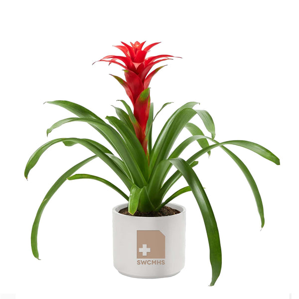 Add Your Logo: Assorted Bromeliad Plant Kit - Medium