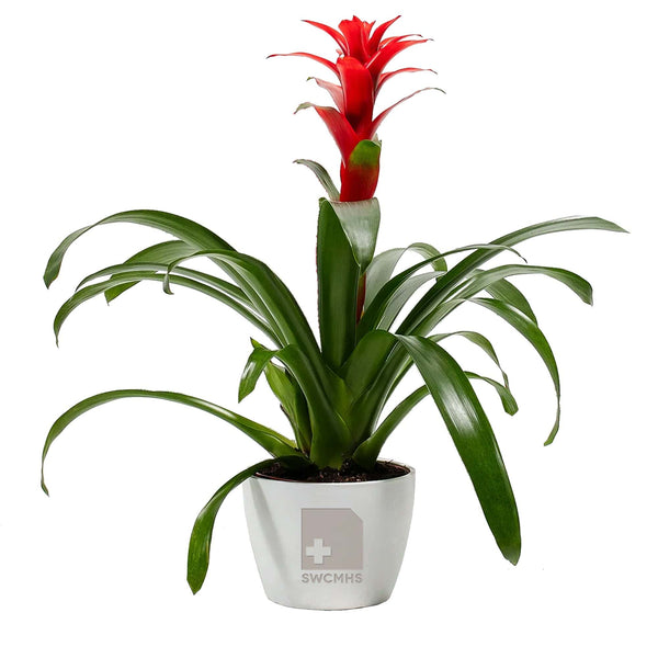 Add Your Logo: Assorted Bromeliad Plant Kit - Medium