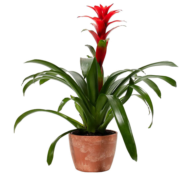 Add Your Logo: Assorted Bromeliad Plant Kit - Medium