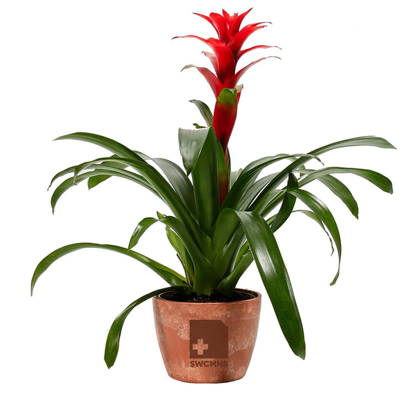 Add Your Logo: Assorted Bromeliad Plant Kit - Medium