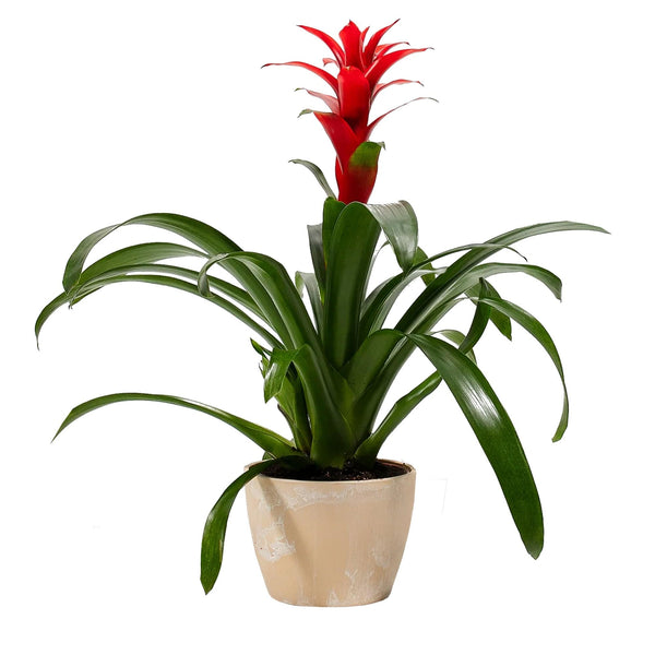 Add Your Logo: Assorted Bromeliad Plant Kit - Medium