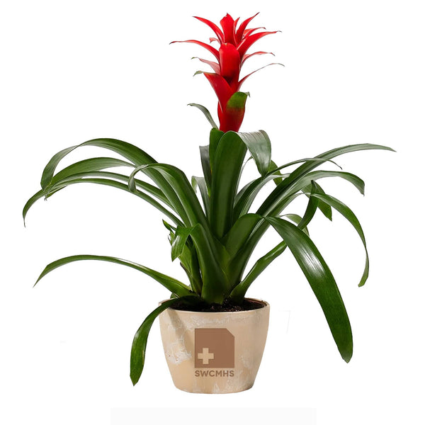 Add Your Logo: Assorted Bromeliad Plant Kit - Medium