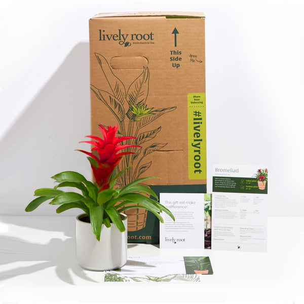 Add Your Logo: Assorted Bromeliad Plant Kit - Medium