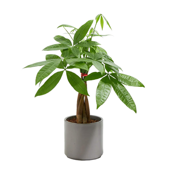 Add Your Logo: Money Tree Plant Kit - Small