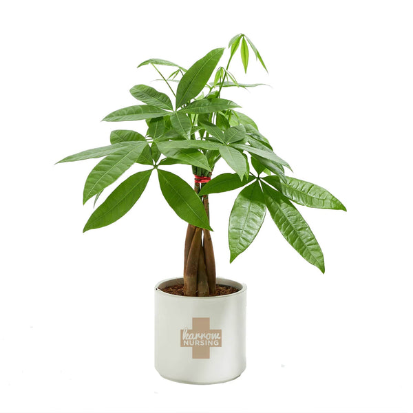 Add Your Logo: Money Tree Plant Kit - Small