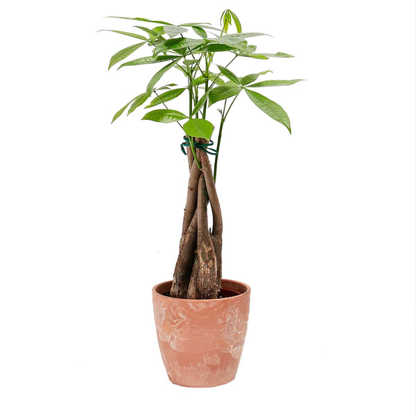 Add Your Logo: Money Tree Plant Kit - Small