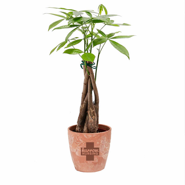 Add Your Logo: Money Tree Plant Kit - Small