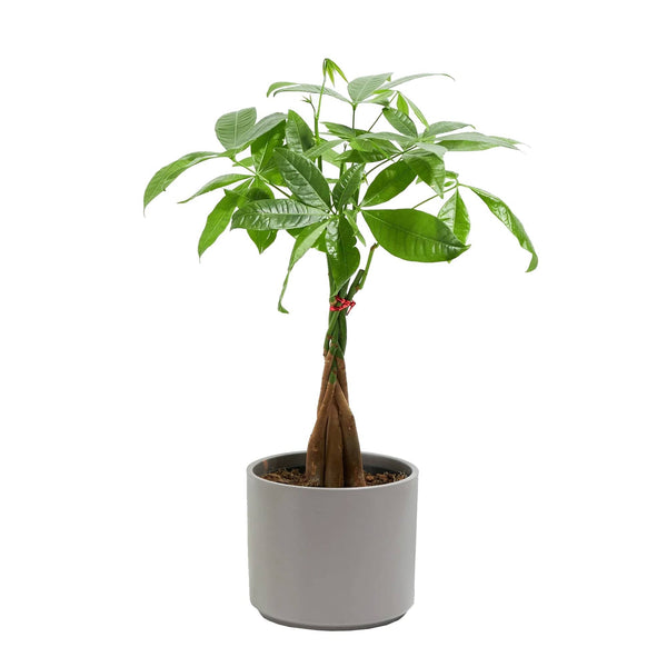 Add Your Logo: Money Tree Plant Kit - Medium