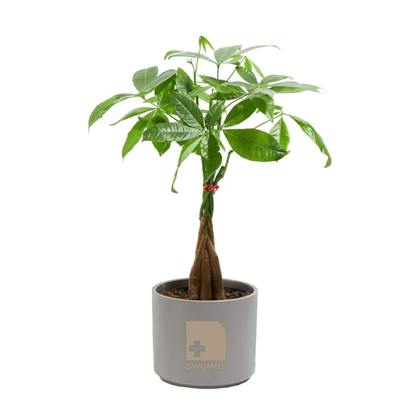 Add Your Logo: Money Tree Plant Kit - Medium