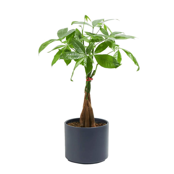 Add Your Logo: Money Tree Plant Kit - Medium