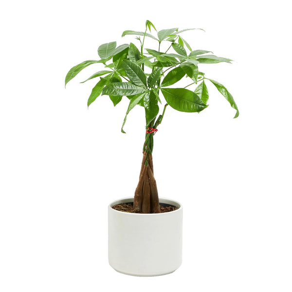 Add Your Logo: Money Tree Plant Kit - Medium