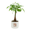 Add Your Logo: Money Tree Plant Kit - Medium