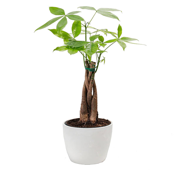 Add Your Logo: Money Tree Plant Kit - Medium