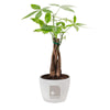 Add Your Logo: Money Tree Plant Kit - Medium