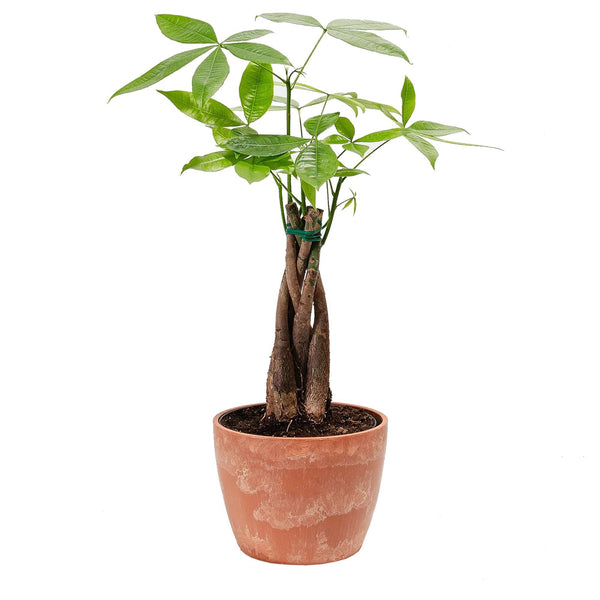 Add Your Logo: Money Tree Plant Kit - Medium