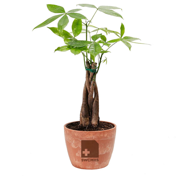 Add Your Logo: Money Tree Plant Kit - Medium