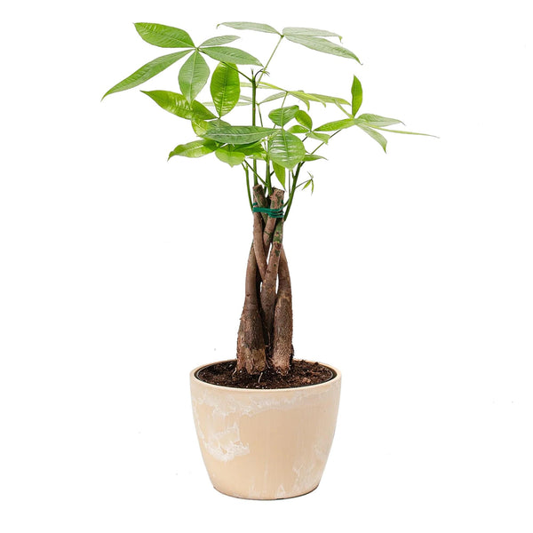 Add Your Logo: Money Tree Plant Kit - Medium