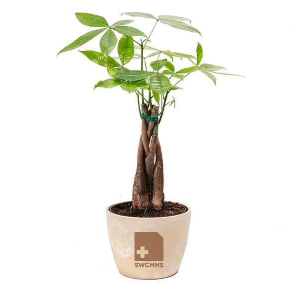 Add Your Logo: Money Tree Plant Kit - Medium