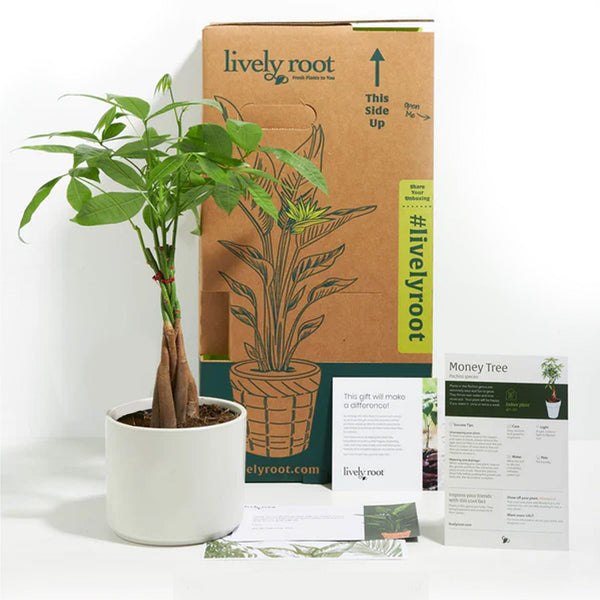 Add Your Logo: Money Tree Plant Kit - Medium