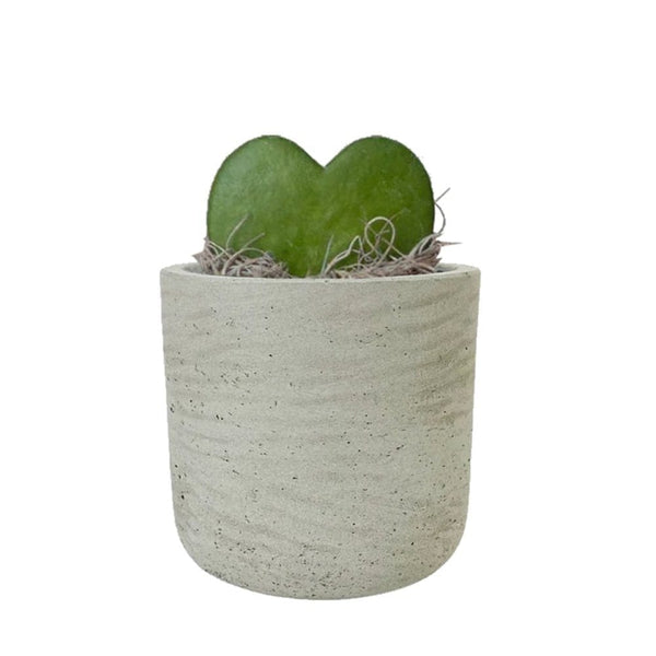 Add Your Logo: Stone Finish Mini Pot with Succulent