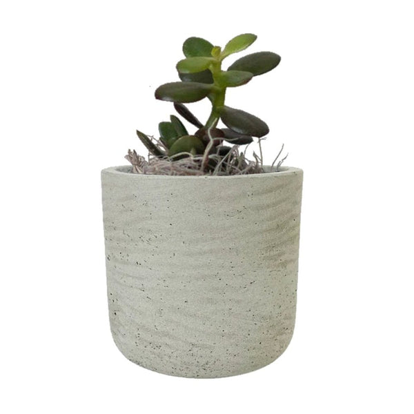 Add Your Logo: Stone Finish Mini Pot with Succulent