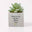 Office Vibes Mini Potted Faux Succulents - Believe You Can