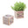 Appreciation Plant Cube - You're Awesome - Thyme